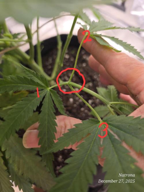 Strawberry Cadillac-Strng Seeds. Week 7