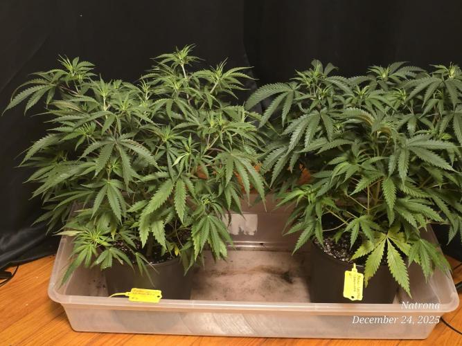 Straw-Lectric Lemonade Strng Seeds. Week 7