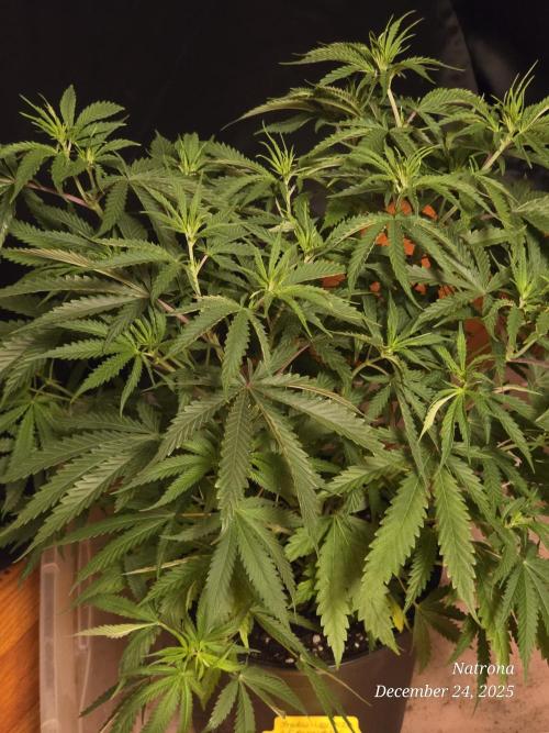 Straw-Lectric Lemonade Strng Seeds. Week 7