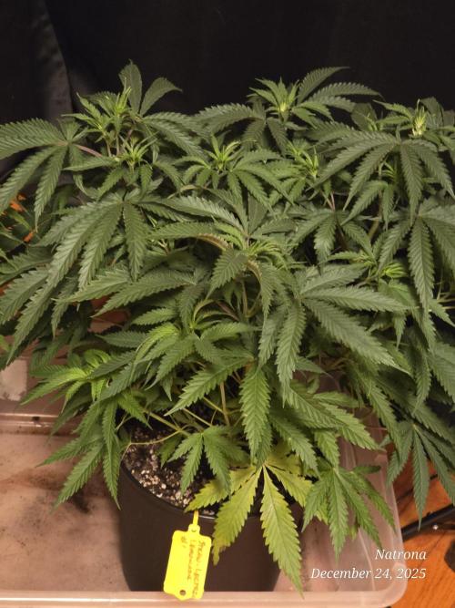 Straw-Lectric Lemonade Strng Seeds. Week 7