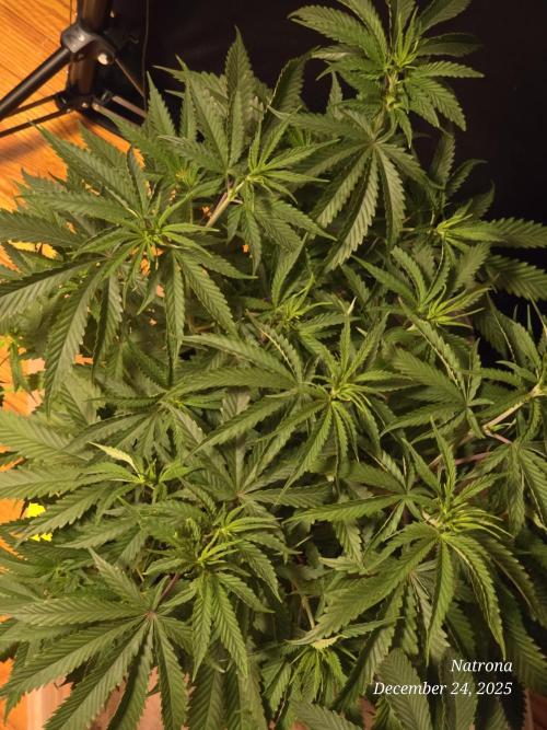 Straw-Lectric Lemonade Strng Seeds. Week 7