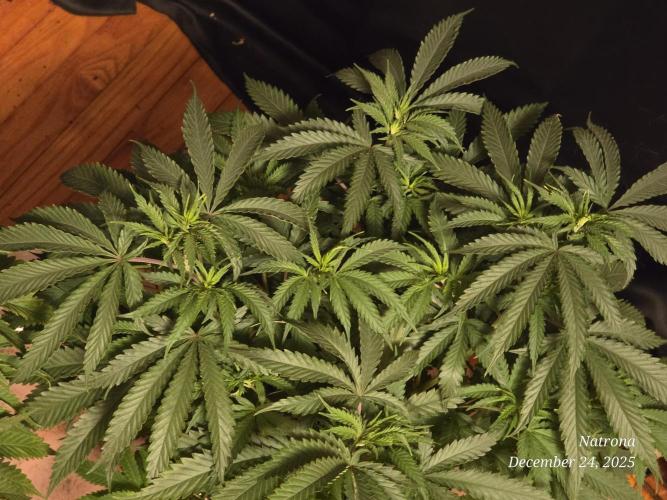 Straw-Lectric Lemonade Strng Seeds. Week 7