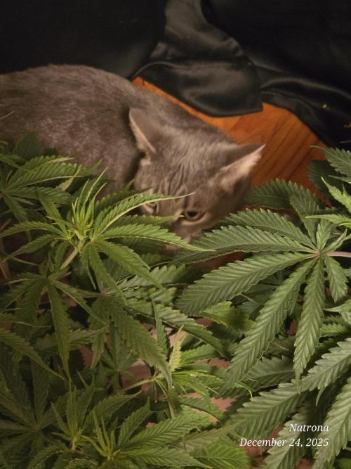 Straw-Lectric Lemonade Strng Seeds. Week 7