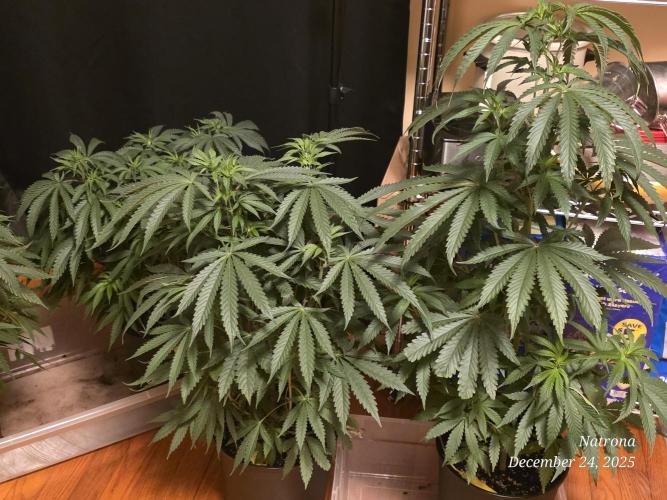 Straw-Lectric Lemonade Strng Seeds. Week 7