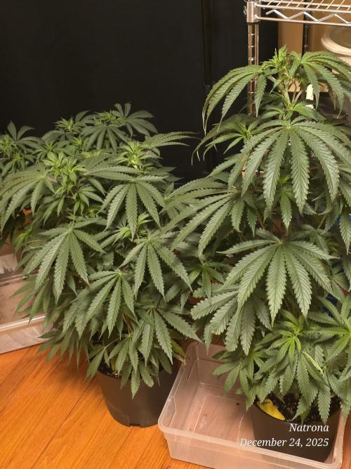 Straw-Lectric Lemonade Strng Seeds. Week 7