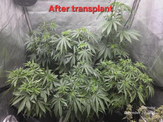 Straw-Lectric Lemonade Strng Seeds. Week 7