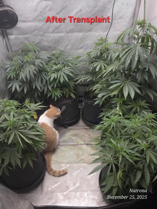 Straw-Lectric Lemonade Strng Seeds. Week 7