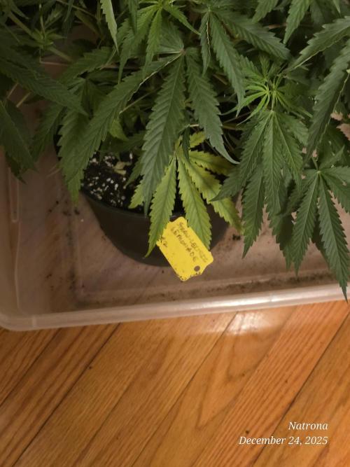 Straw-Lectric Lemonade Strng Seeds. Week 7 - Nitrogen deficiency 