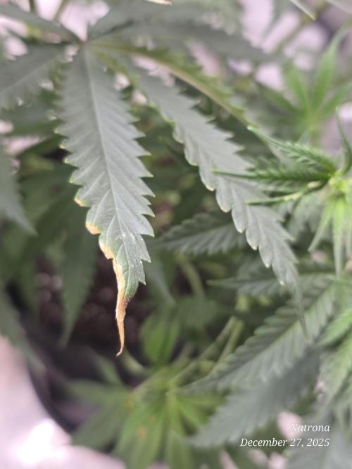 Straw-Lectric Lemonade Strng Seeds. Week 7