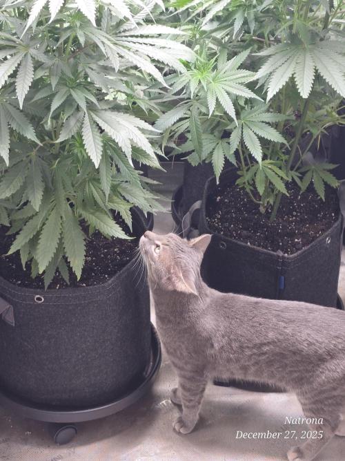 Straw-Lectric Lemonade Strng Seeds. Week 7