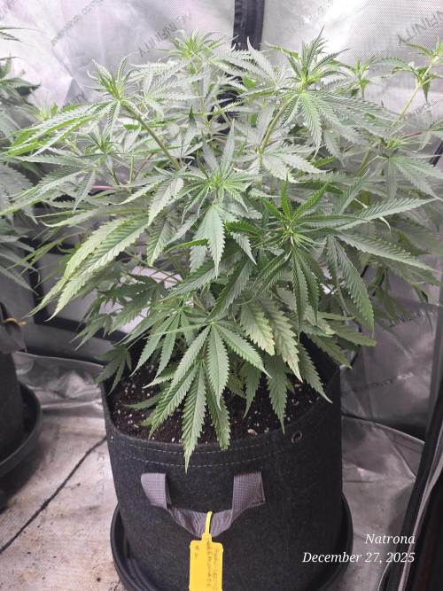 Straw-Lectric Lemonade Strng Seeds. Week 7