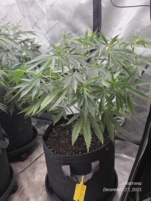 Straw-Lectric Lemonade Strng Seeds. Week 7