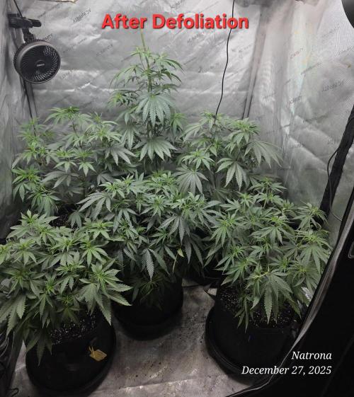 Straw-Lectric Lemonade Strng Seeds. Week 7