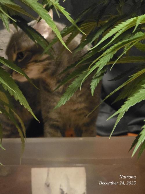 Straw-Lectric Lemonade Strng Seeds. Week 7