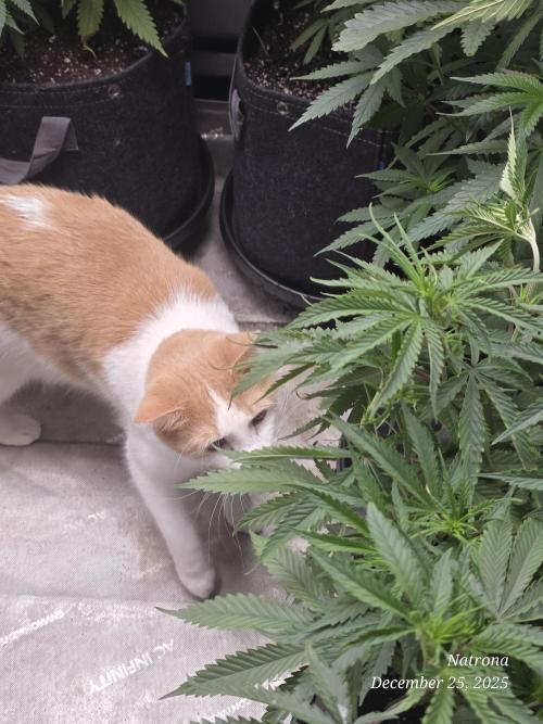 Straw-Lectric Lemonade Strng Seeds. Week 7