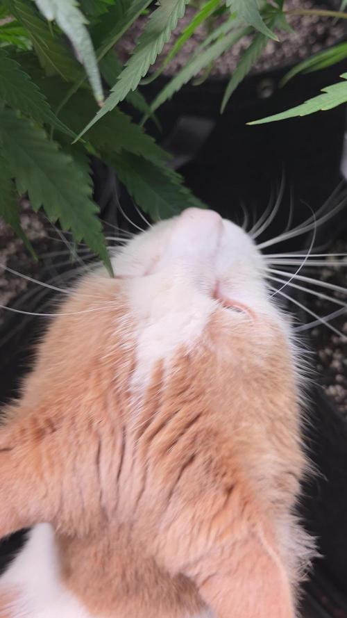 Straw-Lectric Lemonade Strng Seeds