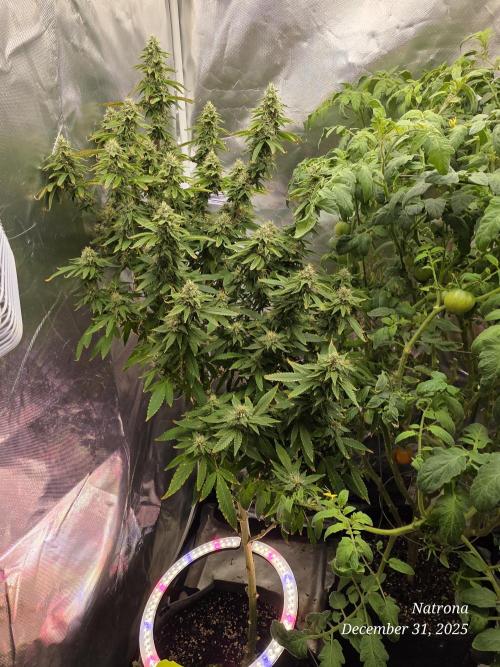 NYC Diesel (was Hey Abby). Week 15