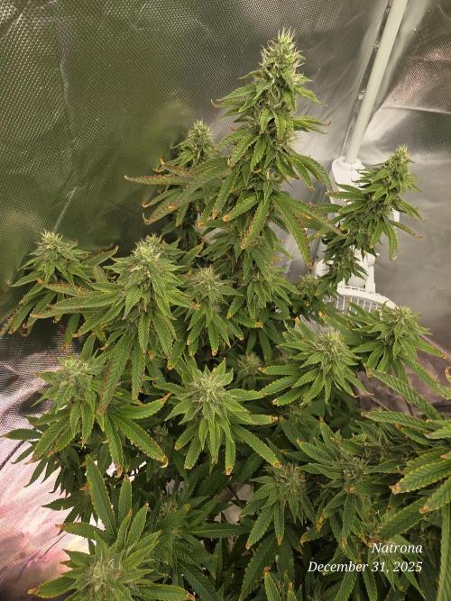 NYC Diesel (was Hey Abby). Week 15