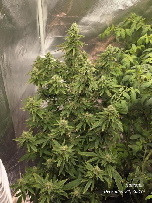 NYC Diesel (was Hey Abby). Week 15