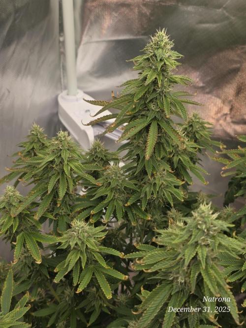 NYC Diesel (was Hey Abby). Week 15