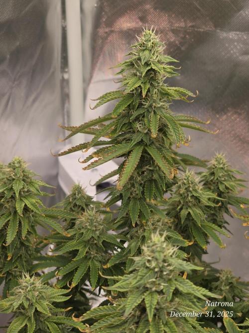 NYC Diesel (was Hey Abby). Week 15