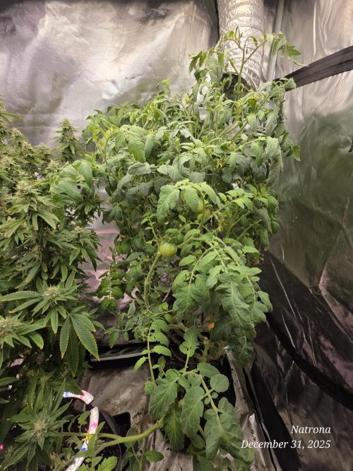 NYC Diesel (was Hey Abby). Week 15