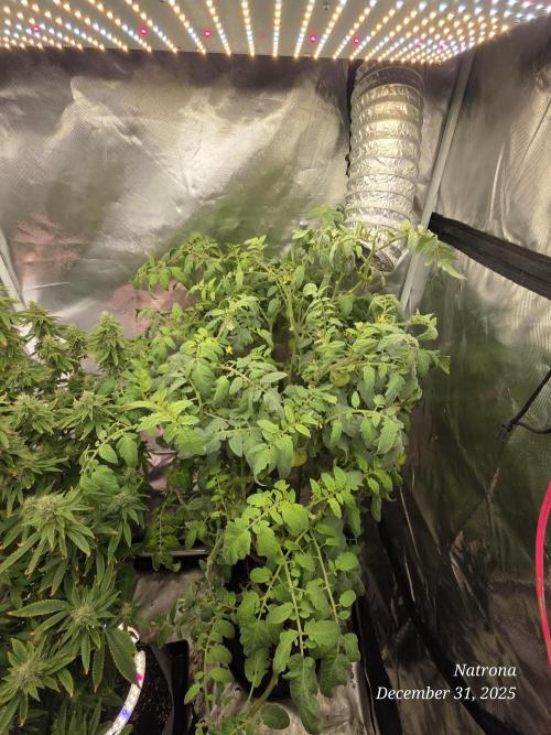 NYC Diesel (was Hey Abby). Week 15