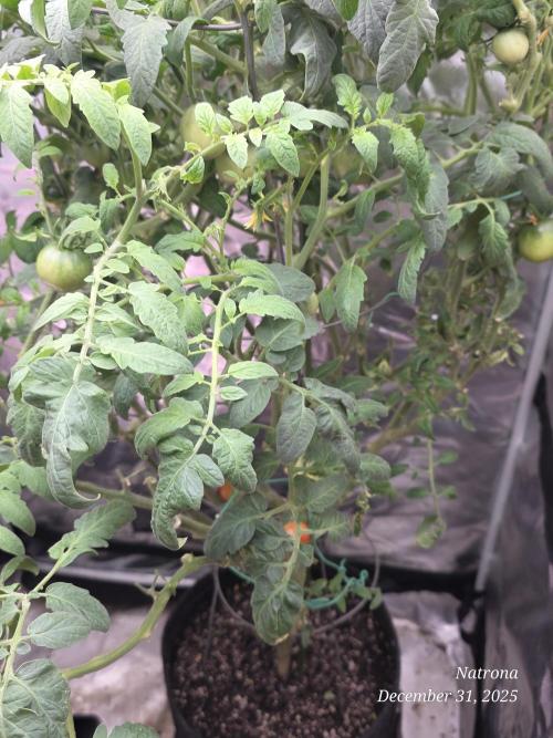 NYC Diesel (was Hey Abby). Week 15