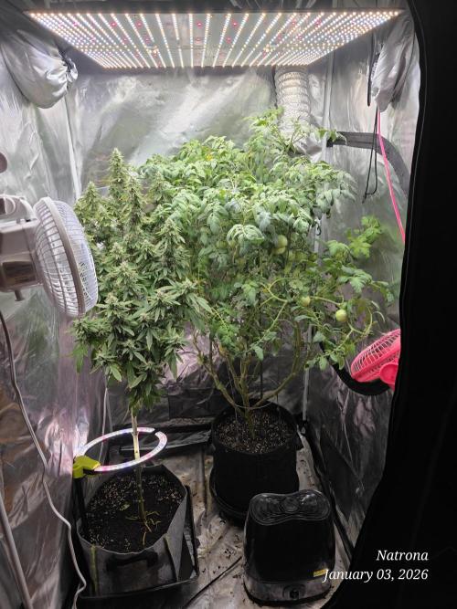 NYC Diesel (was Hey Abby). Week 15