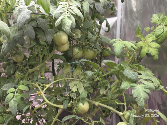 NYC Diesel (was Hey Abby). Week 15 - Lots of tomatos