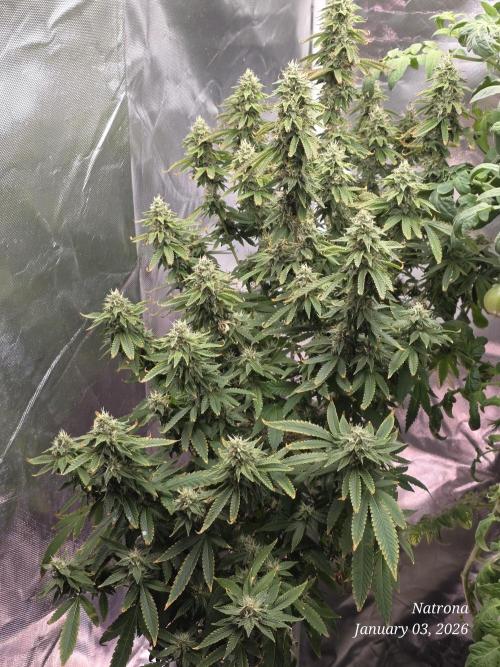 NYC Diesel (was Hey Abby). Week 15