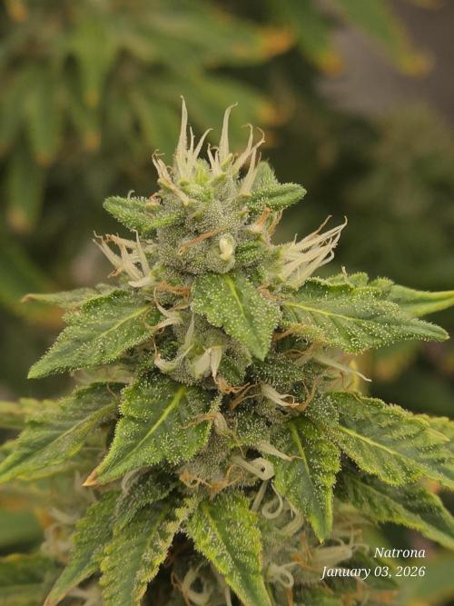 NYC Diesel (was Hey Abby). Week 15