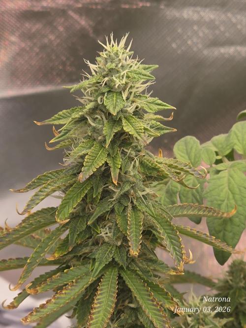 NYC Diesel (was Hey Abby). Week 15