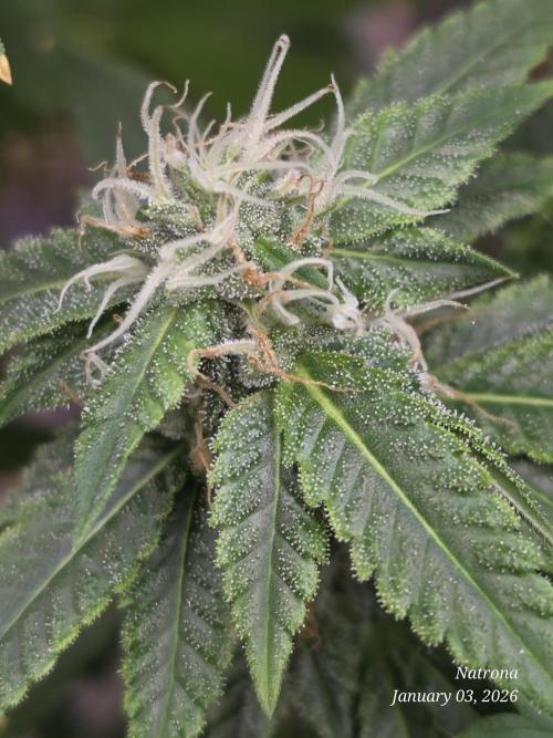 NYC Diesel (was Hey Abby). Week 15