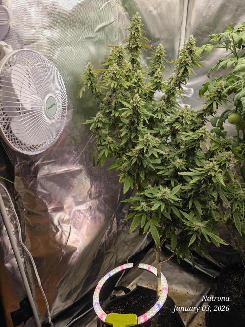 NYC Diesel (was Hey Abby). Week 15