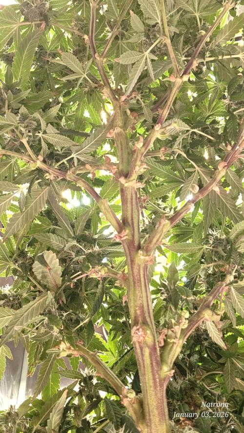 NYC Diesel (was Hey Abby). Week 15 - Underside of NycD