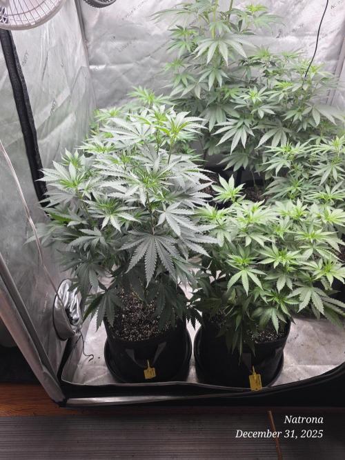 Straw-Trop Cherry Strng Seeds. Week 8