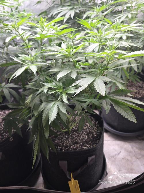 Straw-Trop Cherry Strng Seeds. Week 8