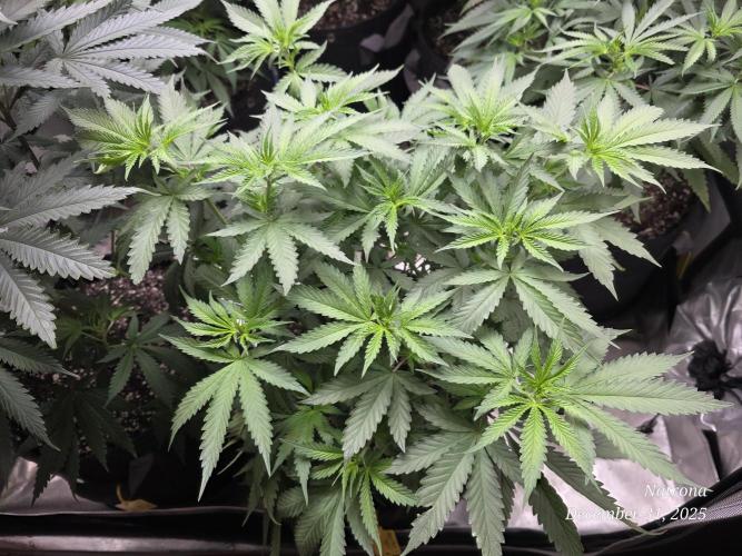 Straw-Trop Cherry Strng Seeds. Week 8