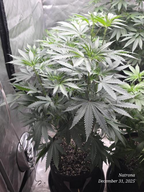 Straw-Trop Cherry Strng Seeds. Week 8