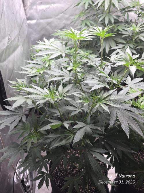 Straw-Trop Cherry Strng Seeds. Week 8