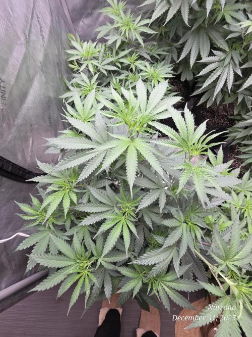 Straw-Trop Cherry Strng Seeds. Week 8