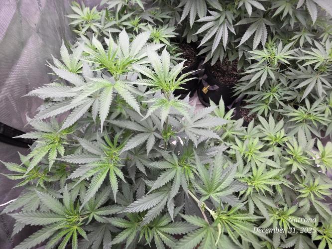 Straw-Trop Cherry Strng Seeds. Week 8