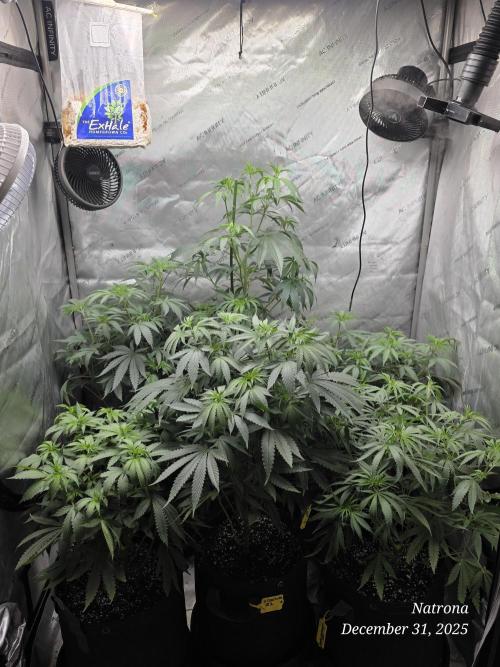 Straw-Trop Cherry Strng Seeds. Week 8