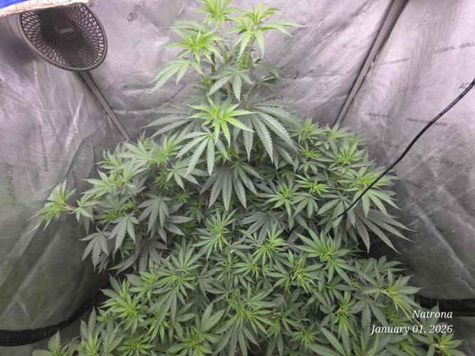 Straw-Trop Cherry Strng Seeds. Week 8