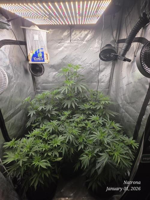 Straw-Trop Cherry Strng Seeds. Week 8