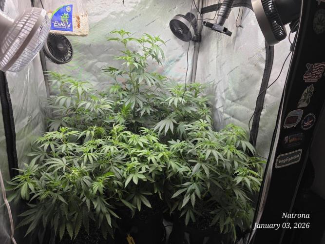 Straw-Trop Cherry Strng Seeds. Week 8