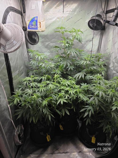 Straw-Trop Cherry Strng Seeds. Week 8