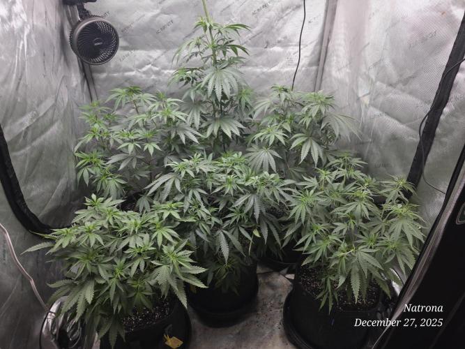 Straw-Lectric Lemonade Strng Seeds. Week 8