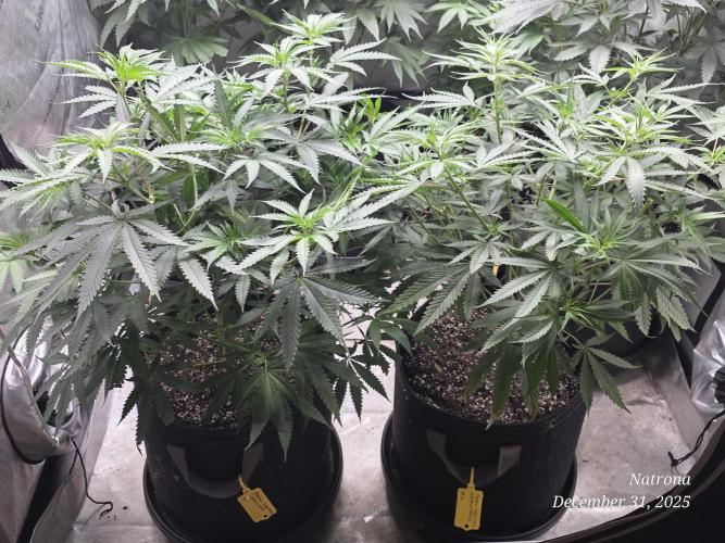 Straw-Lectric Lemonade Strng Seeds. Week 8